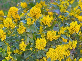 Obraz premium Ornamental evergreen shrub Oregon grape (Mahonia aquifolium or Berberis aquifolium) is a medicinal herb from the plant family of Berberidaceae.