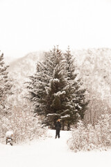 Fototapeta premium An Individual walking toward Christmas Trees in the Snow in Lofoten norway