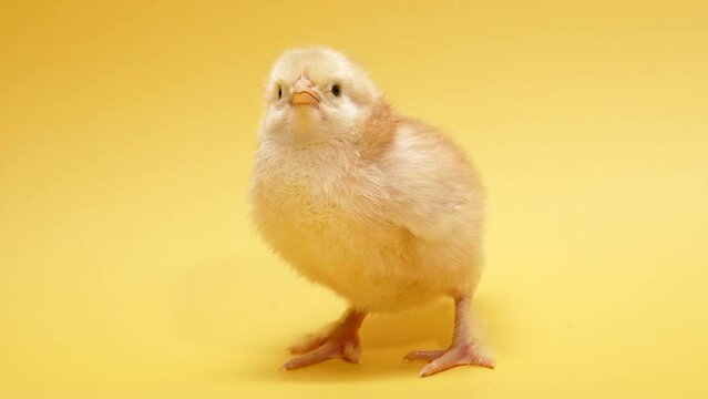Hatched chick for design decorative theme. Newborn poultry chicken isolated on yellow studio background. Concept of traditional easter bird, spring celebration.