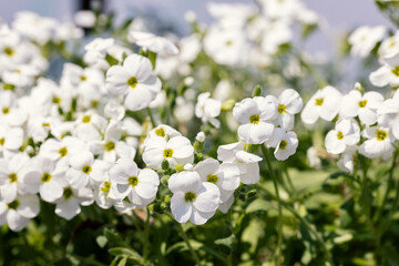 Aubrieta hybrida “Axcent White”. It is a low, spreading plant, hardy, evergreen and perennial.