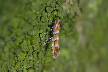 Horse chestnut leafminer, Horse chestnut leaf-miner, Horse-chestnut leaf miner (Cameraria ohridella, Cameraria ochridella), disease at horse chestnut. Moth on chestnut bark.
