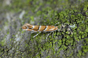 Horse chestnut leafminer, Horse chestnut leaf-miner, Horse-chestnut leaf miner (Cameraria...