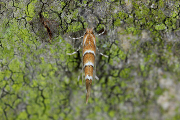 Horse chestnut leafminer, Horse chestnut leaf-miner, Horse-chestnut leaf miner (Cameraria...
