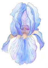 Iris flower drawing watercolor