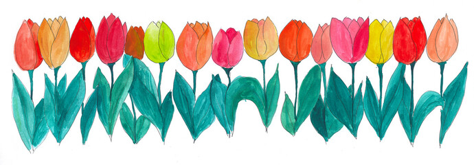 Tulips drawing watercolor panorama - 502756168