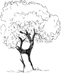 Tree drawing vector - 502756171
