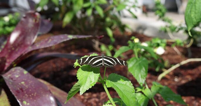 Beautiful little zebra longwing butterfly, Heliconius charithonia (Linnaeus), resting on lush green leaf with wings spread in tropical setting with other butterflies nearby. Slow motion slide right.