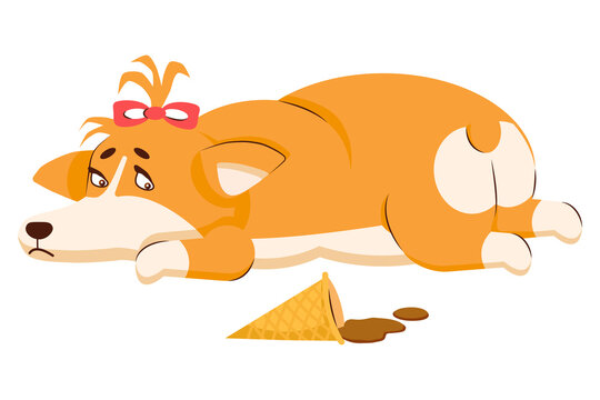 A girl dog of the corgi breed lies and looks sadly at the melted ice cream. Vector image.