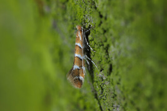 Horse chestnut leafminer, Horse chestnut leaf-miner, Horse-chestnut leaf miner (Cameraria ohridella, Cameraria ochridella), disease at horse chestnut. Moth on chestnut bark.