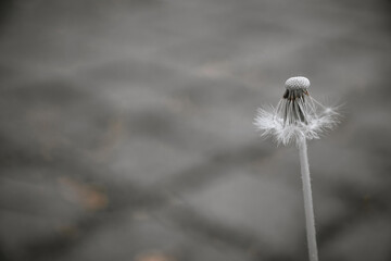 an old dandelion on the side of the road