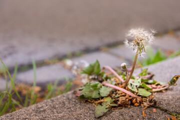 an old dandelion on the side of the road