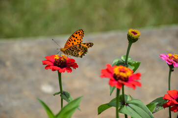 Fototapeta na wymiar Colorful butterfly called Indian fritillary butterfly sitting on the common zinnia flowers collecting honey from the flowers garden.