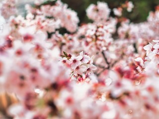 太陽の光に照らされる桜