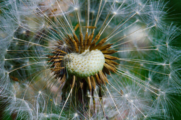 Dandelion - medicinal plant, herb, commonly considered a weed. The photo shows a blooming figure. We see his seeds.