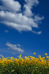 yellow rapeseed field and blue sky 