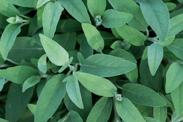 Obraz premium Sage plant close up view, officinal herbs, gardening concept. Nature detail