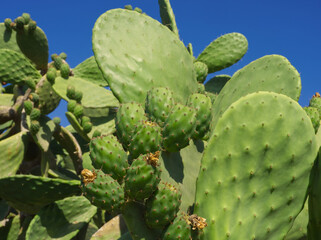 Prickly pear cactus with green fruits on blue sky background. Green opuntia cactus (ficus indica, Indian fig opuntia), flat pads leaves. Green cactus leaves with fruits. Balearic Islands, Spain. © SveM