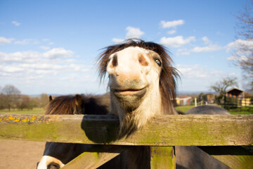 Humorous shot of pretty pony appearing to grin as it stretches to look over wooden fence...