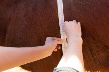 Close up shot of horse being weighed using a special animal tape measure to check how fat it is and...