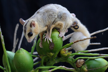 A mother sugar glider is looking for food while holding her two babies. 