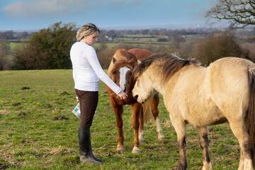 Pretty blonde female holds out her hand to be sniffed by ponies in English countryside as she gets...