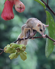 A mother sugar glider is eating water apple while nursing her two babies. This marsupial mammal has...