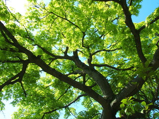 春の新緑のモミジの木と青空