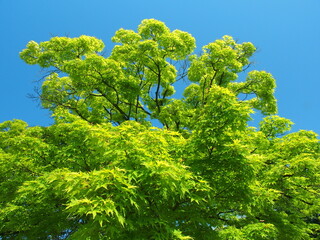 春の新緑のモミジの木と青空