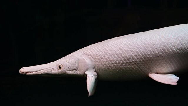 4K Close-up huge alligator gar in aquarium