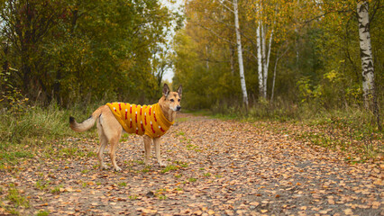 An animal in a sweater, on the street in a square. Autumn mood