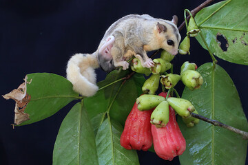 A mother sugar glider is eating water apple while nursing her two babies. This marsupial mammal has...