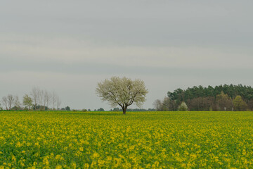 Pole uprawne na równinie porośnięte kwitnącym na żółto rzepakiem. Na polu rośnie samotne drzewo z gałęziami pokrytymi białymi kwiatami. Niebo jest zachmurzone. - obrazy, fototapety, plakaty