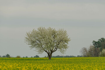 Fototapeta Pole uprawne na równinie porośnięte kwitnącym na żółto rzepakiem. Na polu rośnie samotne drzewo z gałęziami pokrytymi białymi kwiatami. Niebo jest zachmurzone. obraz