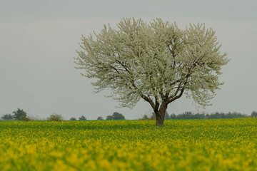 Pole uprawne na równinie porośnięte kwitnącym na żółto rzepakiem. Na polu rośnie samotne drzewo z gałęziami pokrytymi białymi kwiatami. Niebo jest zachmurzone. - obrazy, fototapety, plakaty