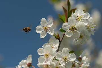Wiosna w sadzie. Gałęzie drzew obsypane są białymi kwiatami. Wśród kwiatów widać pszczoły zbierające nektar i pyłek. © boguslavus