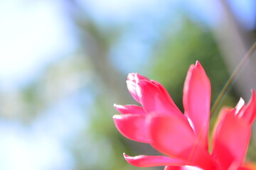 ピンクの可愛い花に小さな虹がかかる