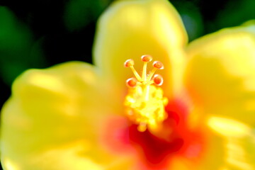 黄色いハイビスカスが美しく咲く