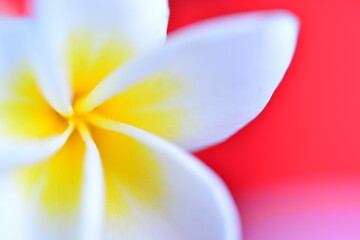 黄色と白のコントラスが美しいプルメリア