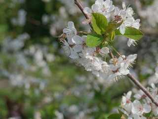 Wiosna w sadzie. Gałęzie drzew obsypane są białymi kwiatami. Wśród kwiatów widać pszczoły zbierające nektar i pyłek. - obrazy, fototapety, plakaty