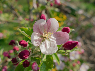 Wiosna w sadzie. Jest słoneczny dzień. Na rosnącej w sadzie jabłoni gałęzie pokryte są biało różowymi kwiatami, wśród których widać zielone liście. - obrazy, fototapety, plakaty