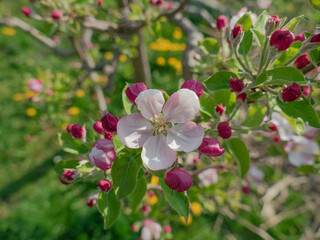Wiosna w sadzie. Jest słoneczny dzień. Na rosnącej w sadzie jabłoni gałęzie pokryte są biało różowymi kwiatami, wśród których widać zielone liście. - obrazy, fototapety, plakaty