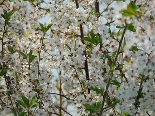 Fototapeta Wiosna w wiśniowym sadzie. Jest słoneczny dzień. Gałęzie drzew pokryte są białymi kwiatami, wśród których widać zielone liście. obraz