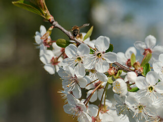 Wiosna w sadzie. Gałęzie drzew obsypane są białymi kwiatami. Wśród kwiatów widać pszczoły zbierające nektar i pyłek.