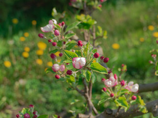 Fototapeta Wiosna w sadzie. Jest słoneczny dzień. Na rosnącej w sadzie jabłoni gałęzie pokryte są biało różowymi kwiatami, wśród których widać zielone liście. obraz