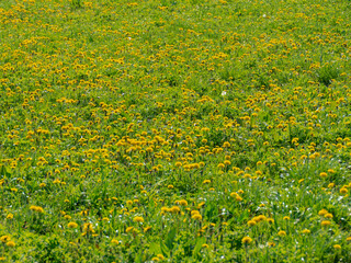 Wiosna na łące porośniętej zieloną, świeżą trawą. Wśród zieleni traw widać liczne żółte kwiaty mniszka lekarskiego. Czasami można dojrzeć pszczoły i trzmiele. - obrazy, fototapety, plakaty