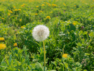 Fototapeta Wiosna na łące porośniętej zieloną, świeżą trawą. Wśród zieleni traw widać liczne żółte kwiaty mniszka lekarskiego. Czasami można dojrzeć pszczoły i trzmiele. obraz