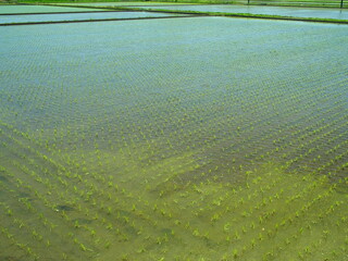風のある初夏の植田風景