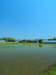 Fototapeta premium 初夏の近郊の植田風景