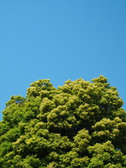 Obraz premium 初夏の若葉の楠木と青空