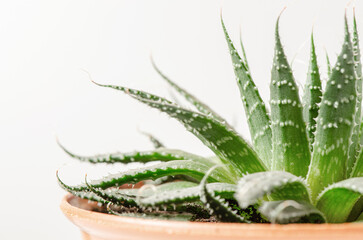 Aloe aristata. A beautiful indoor succulent plant. Copy spase
